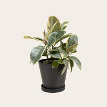 Load image into Gallery viewer, Rubber Plant Tineke - Medium (midnight)
