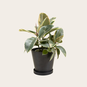Rubber Plant Tineke - Medium (midnight)
