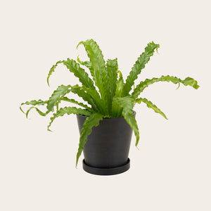 Birds Nest Fern 'Victoria' - Medium (Midnight)
