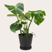 Load image into Gallery viewer, Monstera Deliciosa - Medium (midnight)
