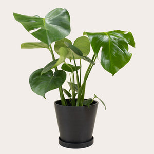 Monstera Deliciosa - Medium (midnight)