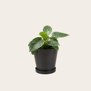 Philodendron Birkin - Medium (midnight)