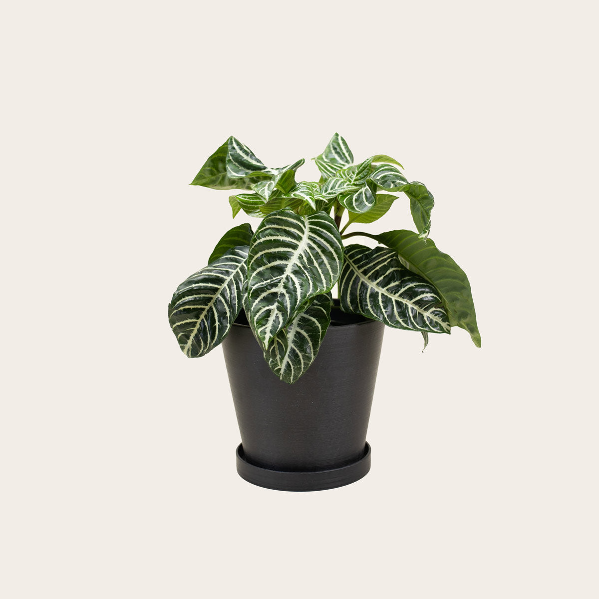 Load image into Gallery viewer, Aphelandra Zebra - Medium (midnight)
