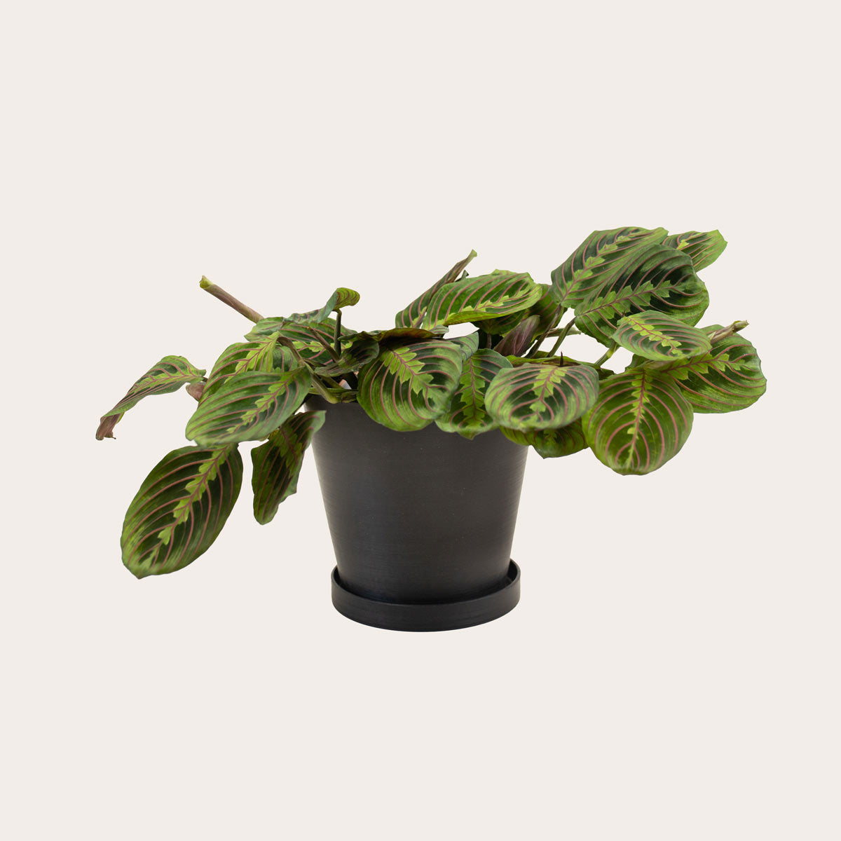black maranta prayer plant Maranta Red – Babygreens