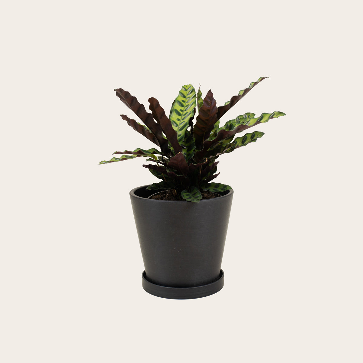 Load image into Gallery viewer, Calathea Lancifolia - Medium (midnight)
