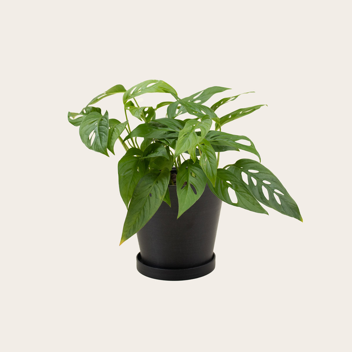 Load image into Gallery viewer, Monstera Adansonii - Medium (midnight)
