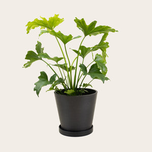 Philodendron Lickety Split - Medium (midnight) 