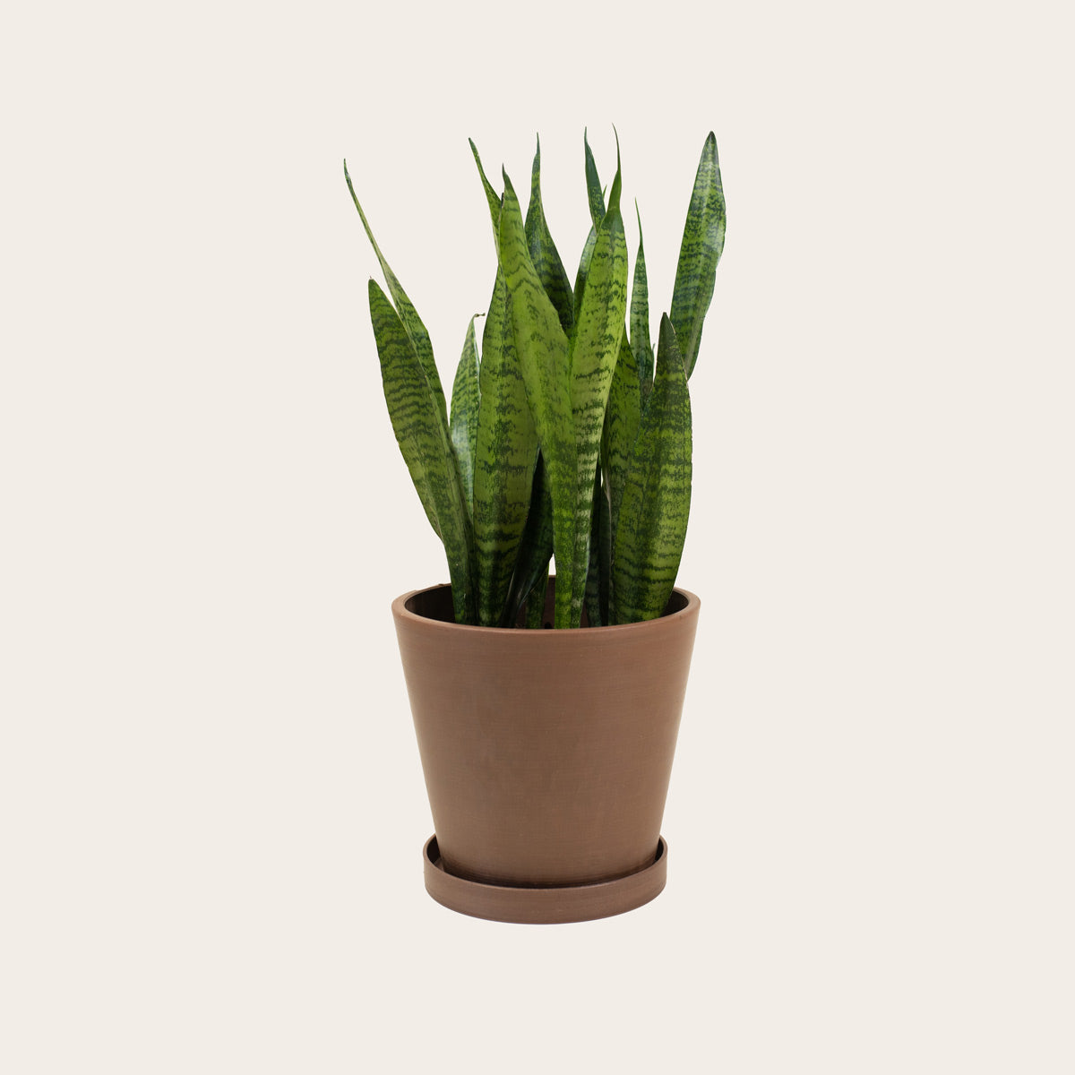 Load image into Gallery viewer, Snake Plant Zeylanica - Medium (coffee)

