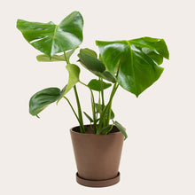 Load image into Gallery viewer, Monstera Deliciosa - Medium (coffee)
