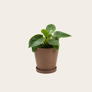Philodendron Birkin - Medium (coffee)