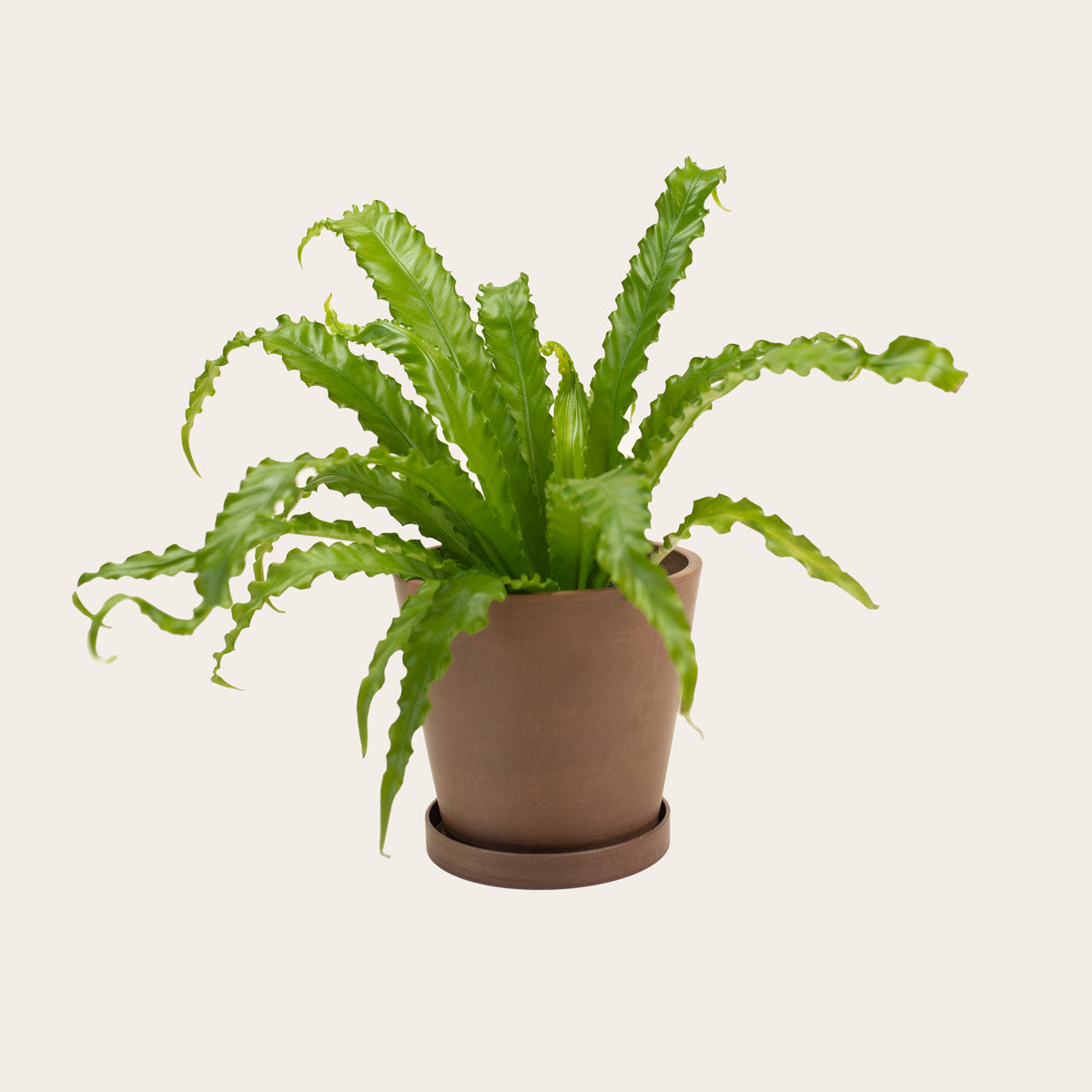 Load image into Gallery viewer, Birds Nest Fern &#39;Victoria&#39; - Medium (coffee)
