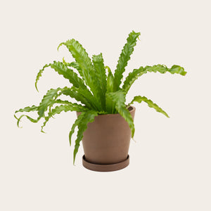 Birds Nest Fern 'Victoria' - Medium (coffee)