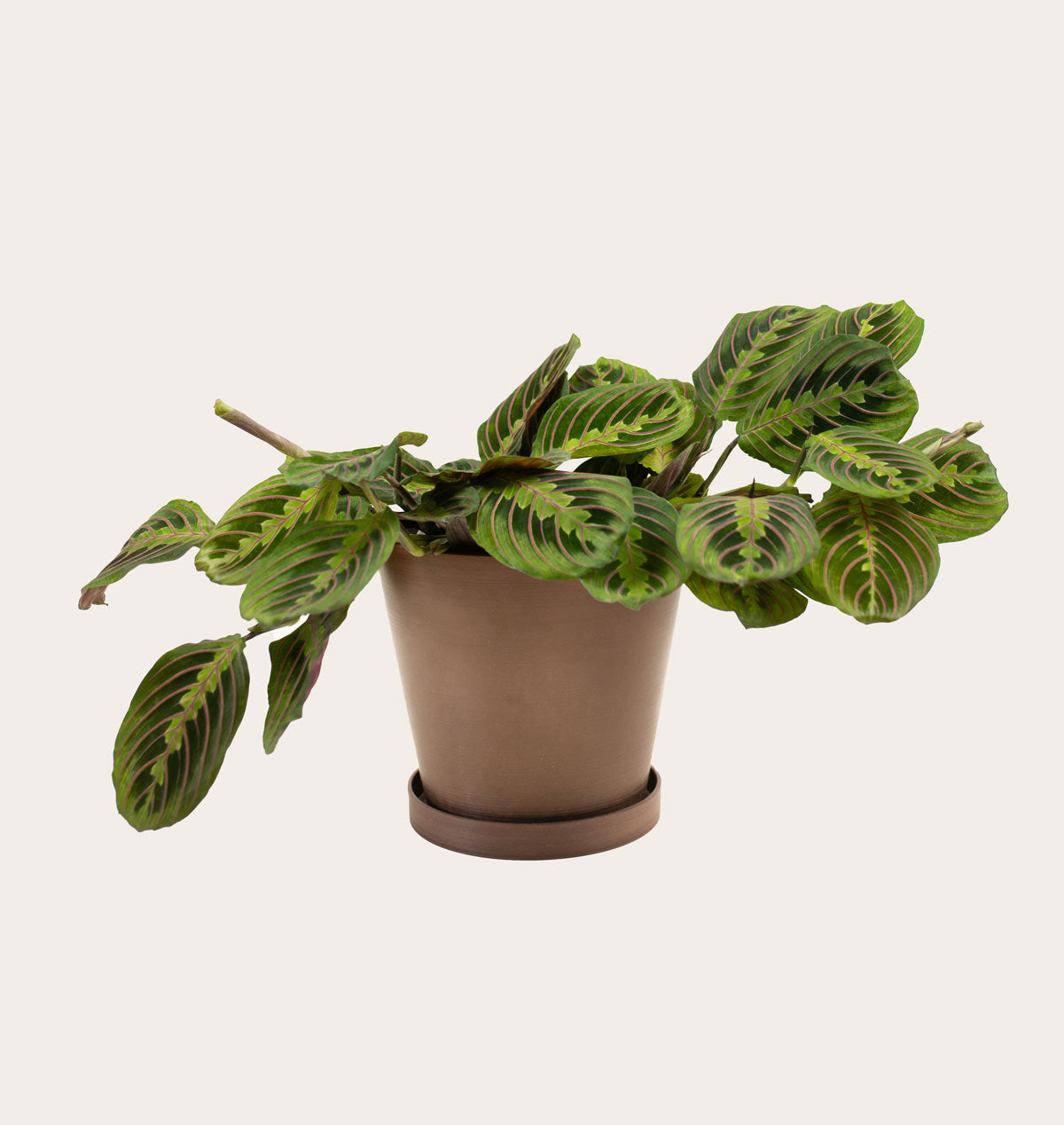 Load image into Gallery viewer, Maranta Red - Medium (coffee)

