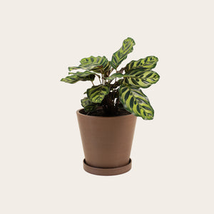 Calathea Makoyana - Medium (coffee)