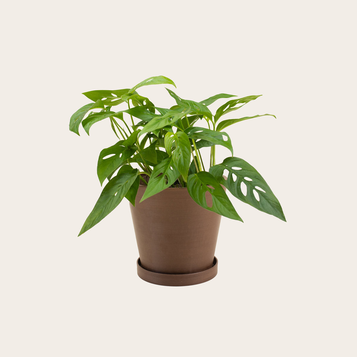 Load image into Gallery viewer, Monstera Adansonii - Medium (coffee)

