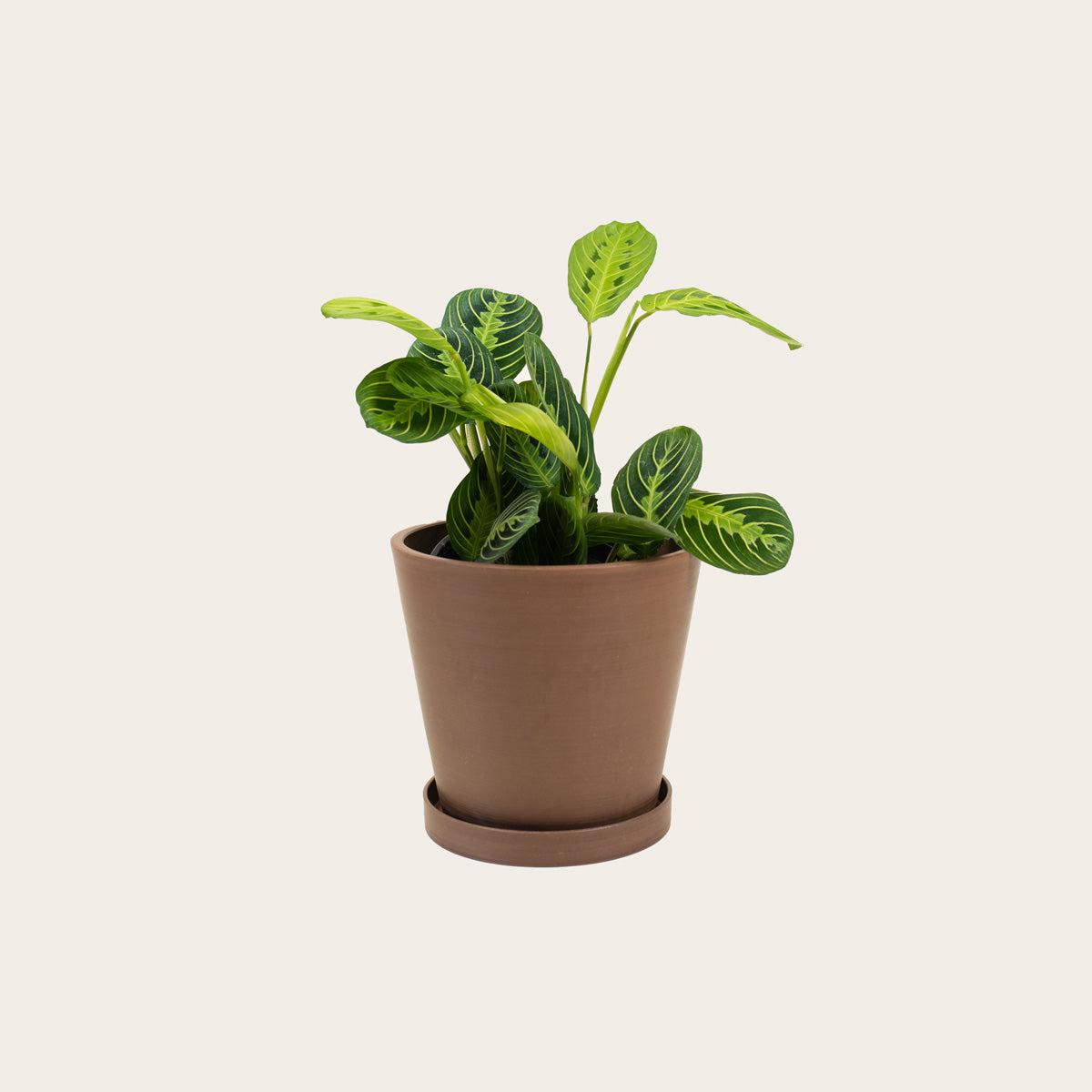 Load image into Gallery viewer, Maranta Lemon Lime - Medium (coffee) 
