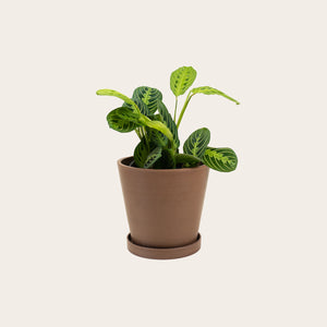 Maranta Lemon Lime - Medium (coffee) 