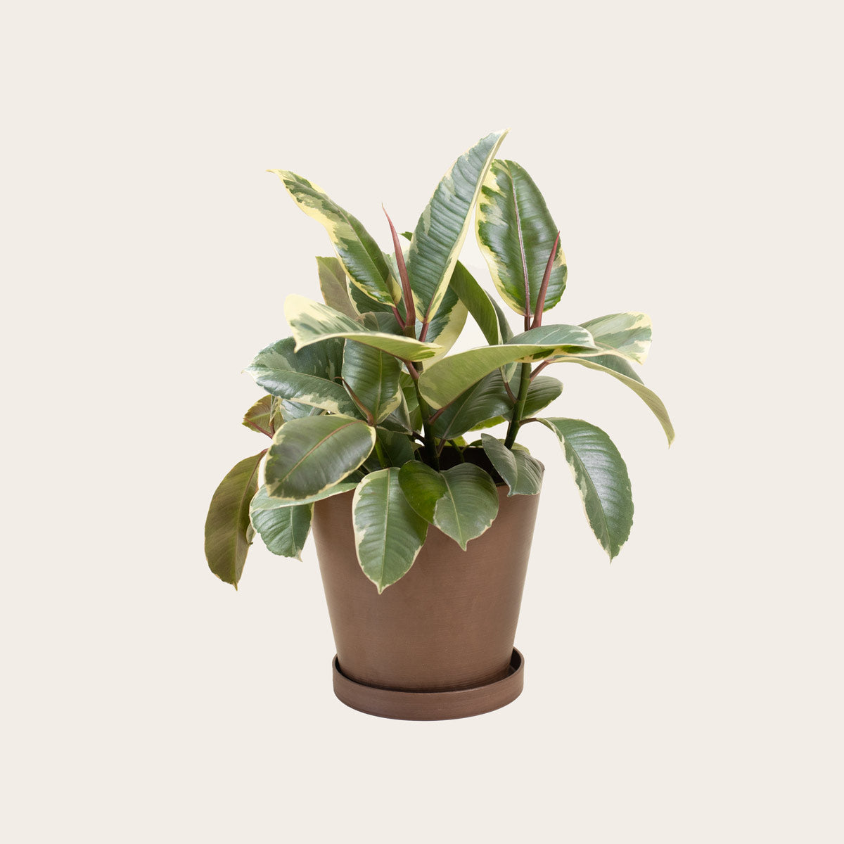 Load image into Gallery viewer, Rubber Plant Tineke - Medium (coffee)
