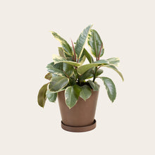 Load image into Gallery viewer, Rubber Plant Tineke - Medium (coffee)
