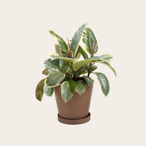 Rubber Plant Tineke - Medium (coffee)