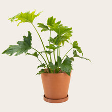 Load image into Gallery viewer, Philodendron Lickety Split - Medium (terracotta)
