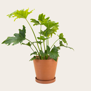 Philodendron Lickety Split - Medium (terracotta)