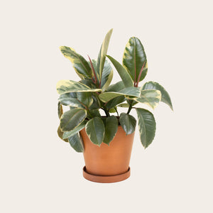 Rubber Plant Tineke - Medium (terracotta)