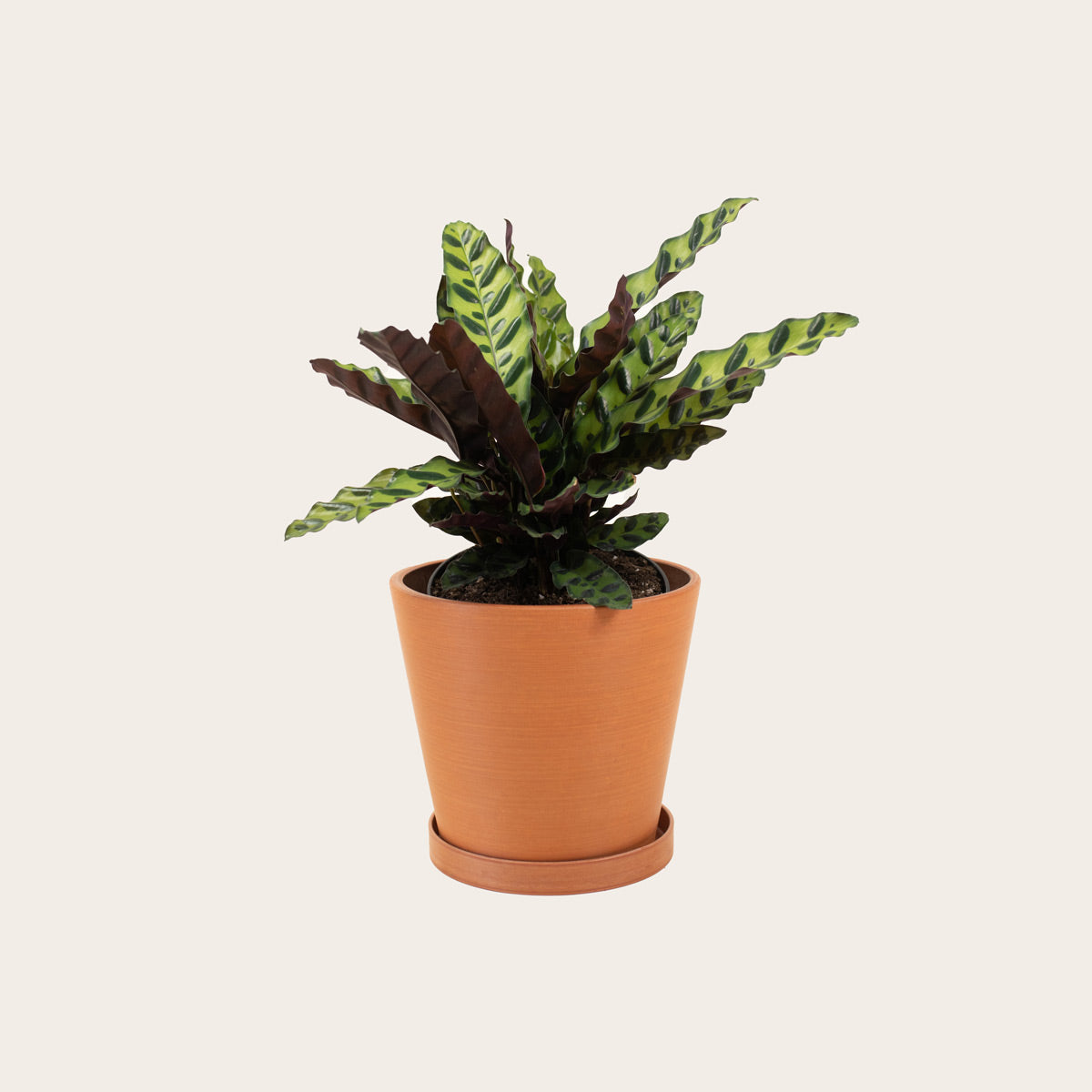 Load image into Gallery viewer, Calathea Lancifolia - Medium (terracotta)
