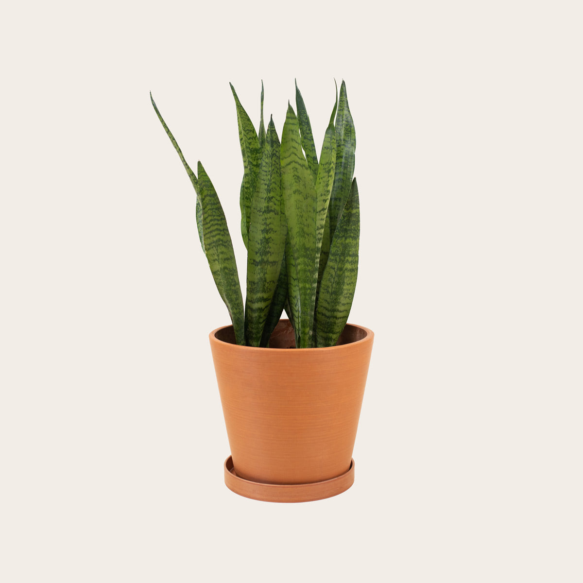 Load image into Gallery viewer, Snake Plant Zeylanica - Medium (terracotta)
