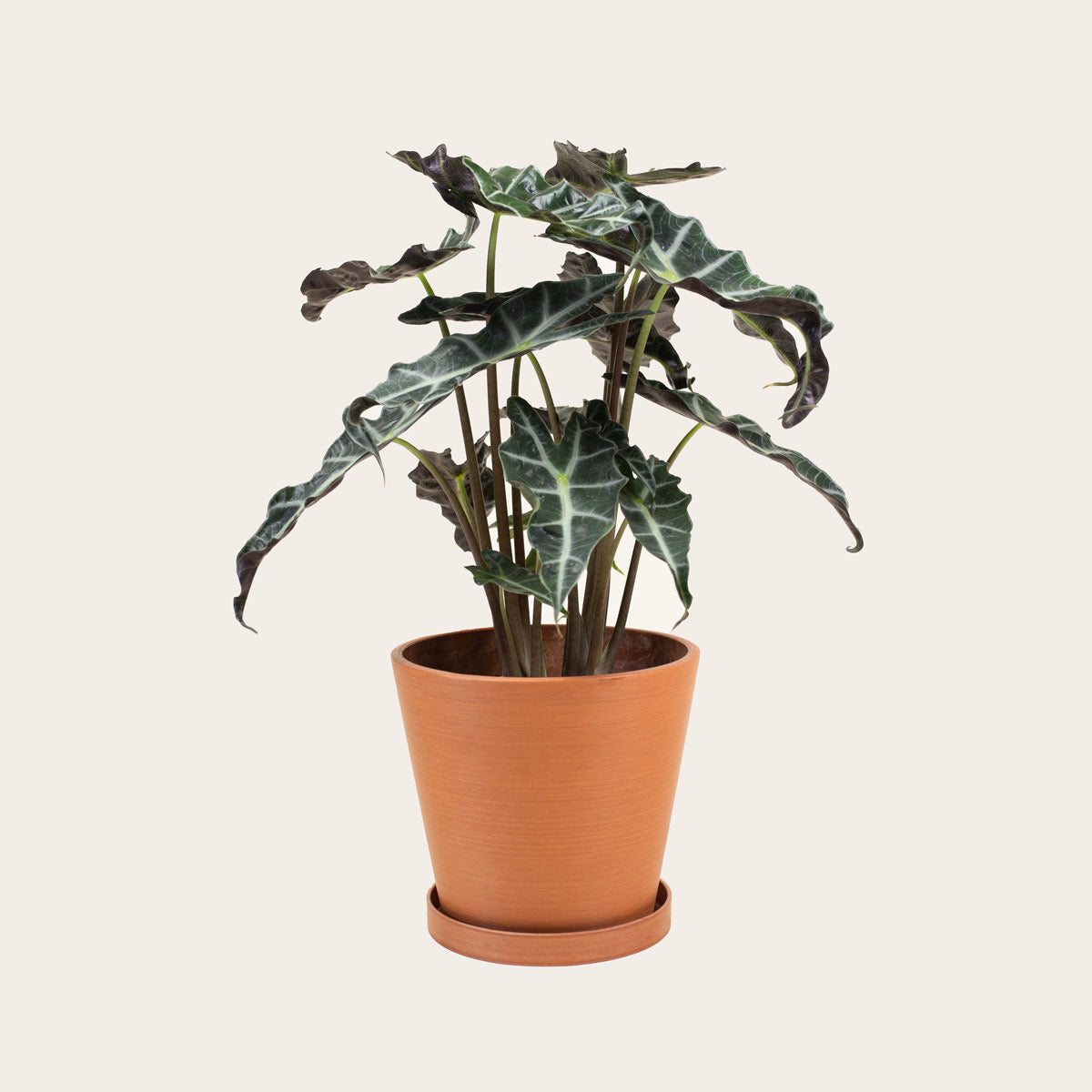 Load image into Gallery viewer, Alocasia Polly - Medium (terracotta)
