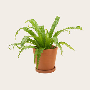 Birds Nest Fern 'Victoria' - Medium (terracotta)