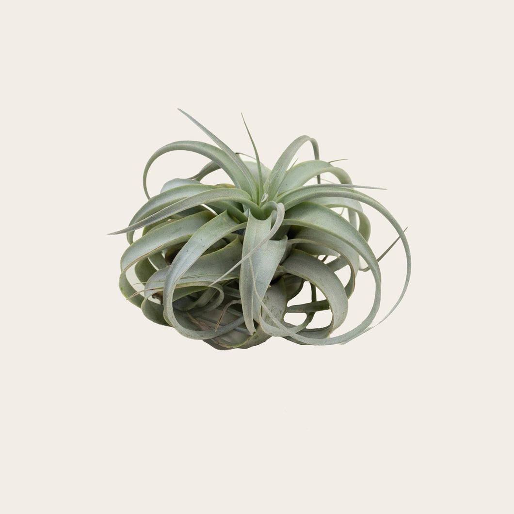 Tillandsia Xerographica