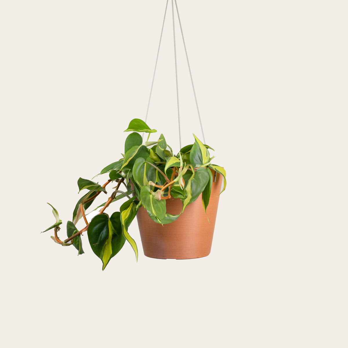 Load image into Gallery viewer, Philodendron Brasil - Medium (terracotta)
