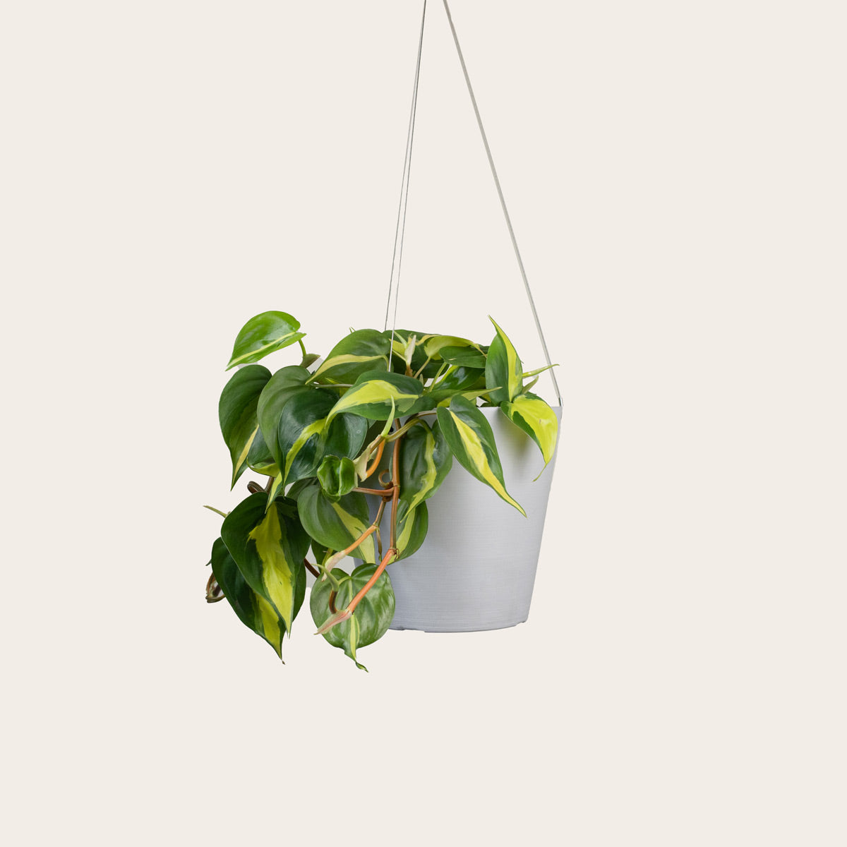 Load image into Gallery viewer, Philodendron Brasil - Medium (chalk)
