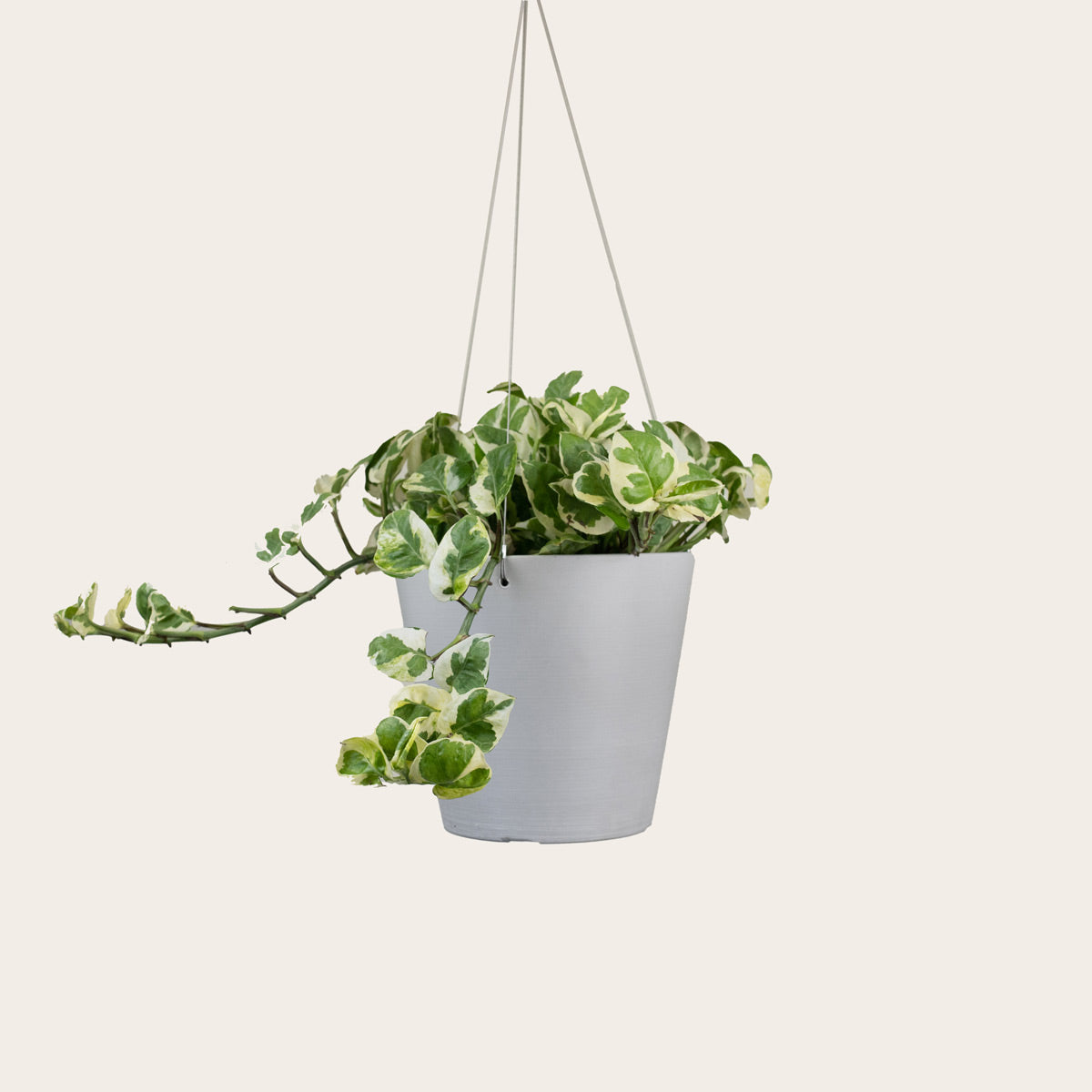 Load image into Gallery viewer, Pothos Njoy - Medium (chalk)
