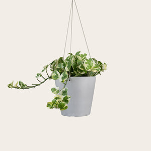 Pothos Njoy - Medium (chalk)
