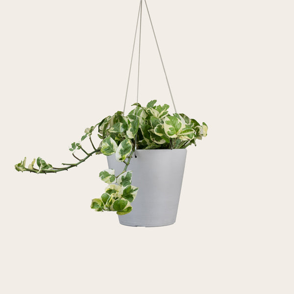 Pothos Njoy - Medium (chalk)