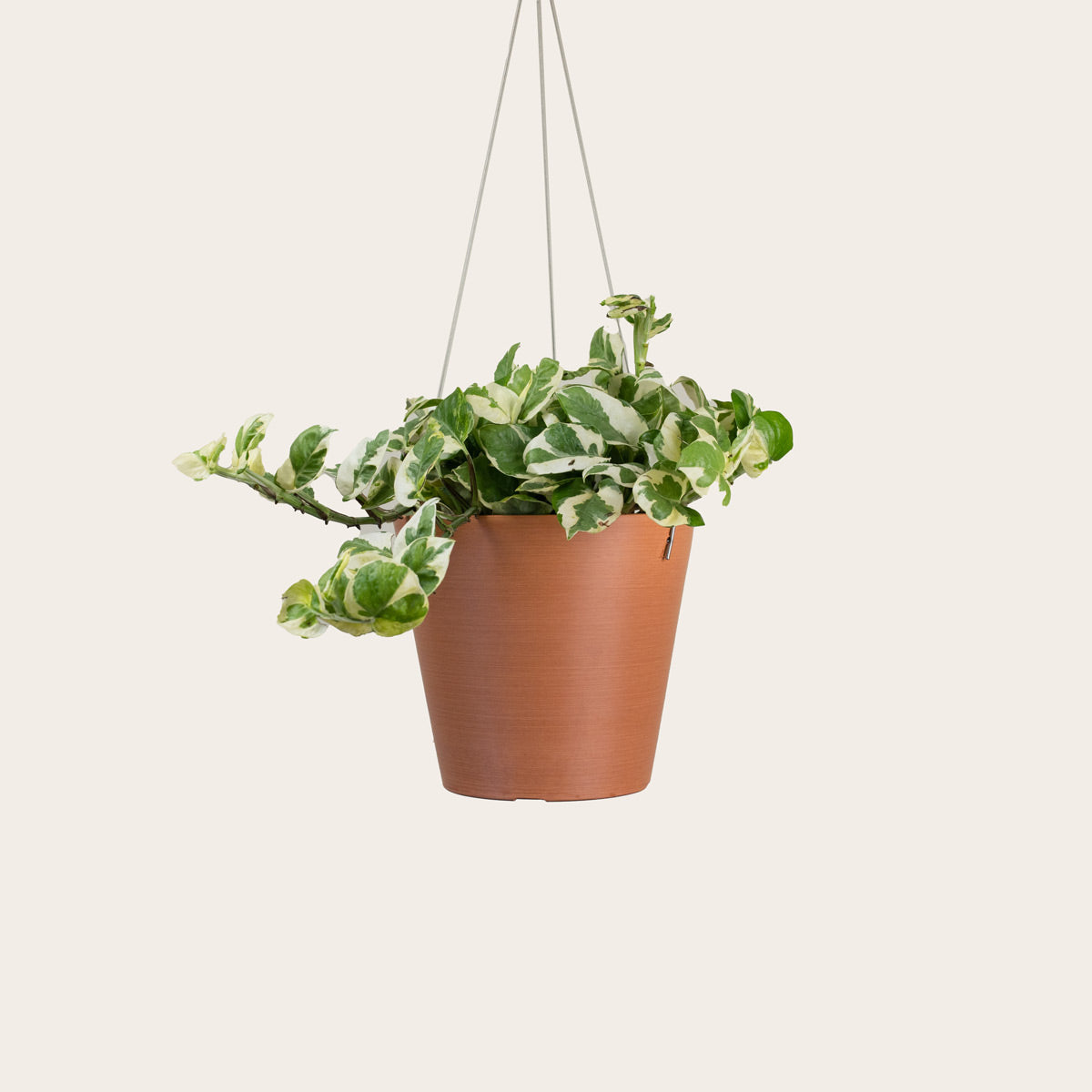 Load image into Gallery viewer, Pothos Njoy - Medium (terracotta)
