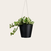 Load image into Gallery viewer, Pothos Njoy - Medium (midnight)

