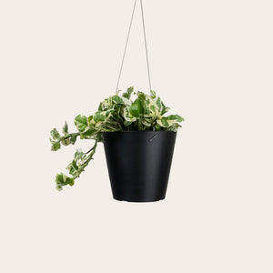 Pothos Njoy - Medium (midnight)