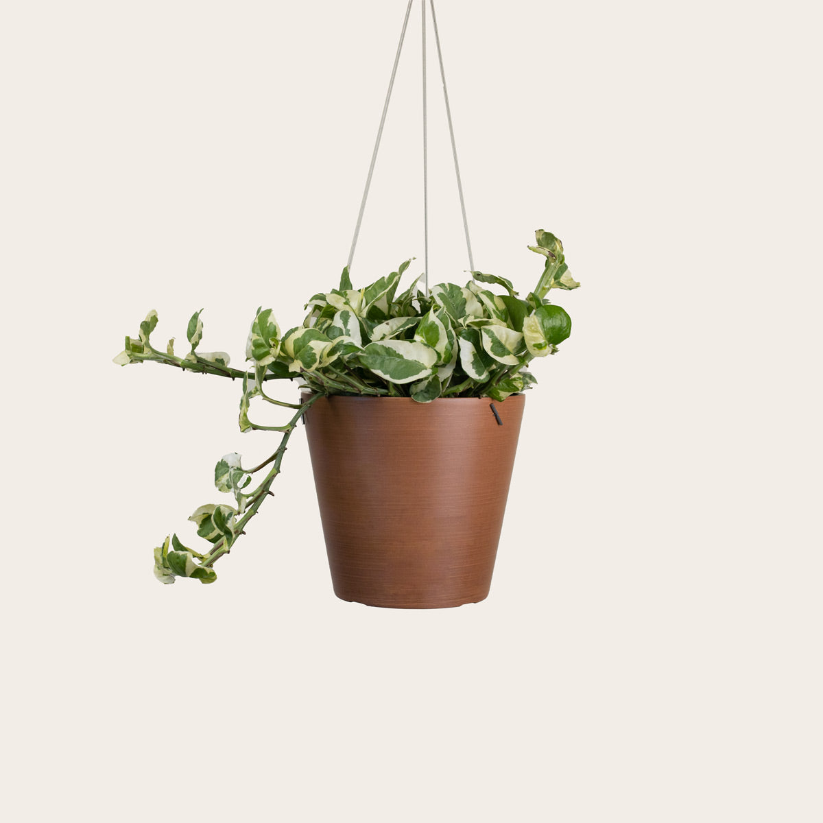 Load image into Gallery viewer, Pothos Njoy - Medium (coffee)
