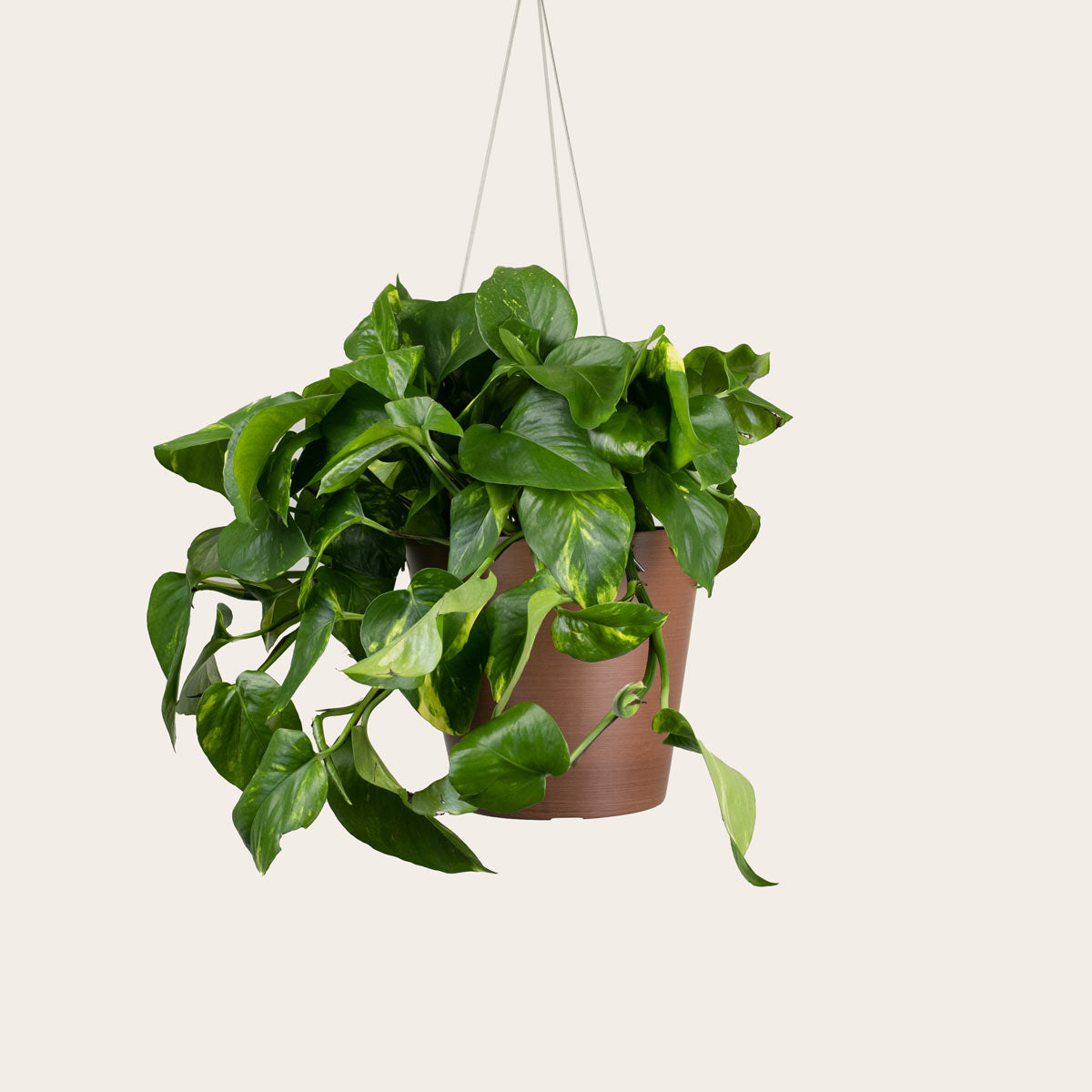 Load image into Gallery viewer, Pothos Golden - Medium (coffee)
