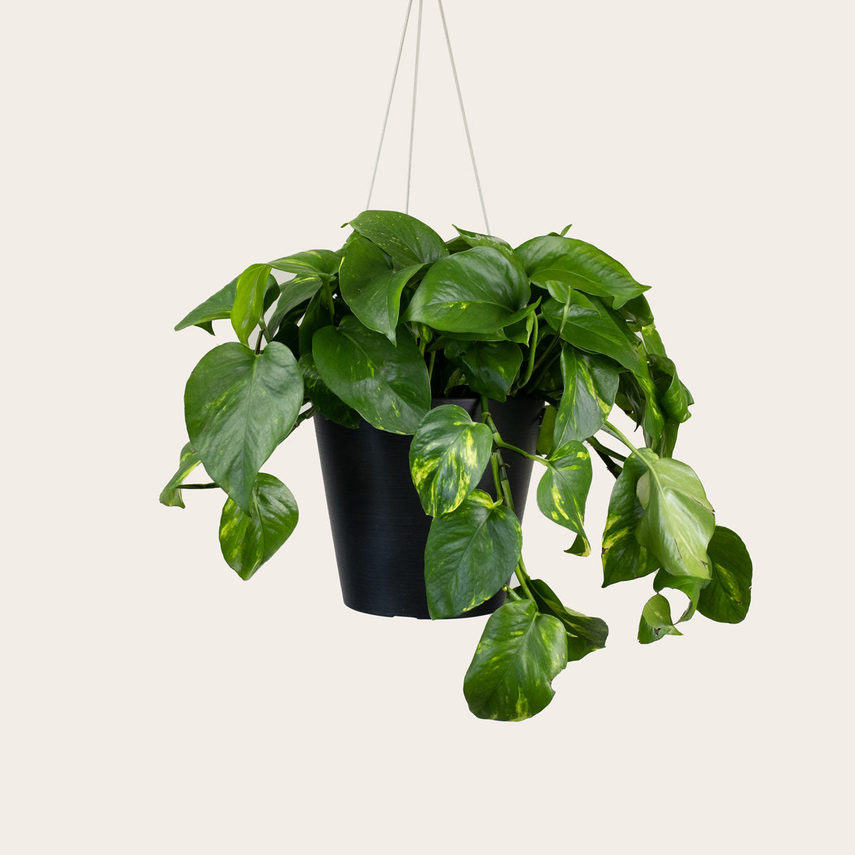 Load image into Gallery viewer, Pothos Golden - Medium (midnight) 

