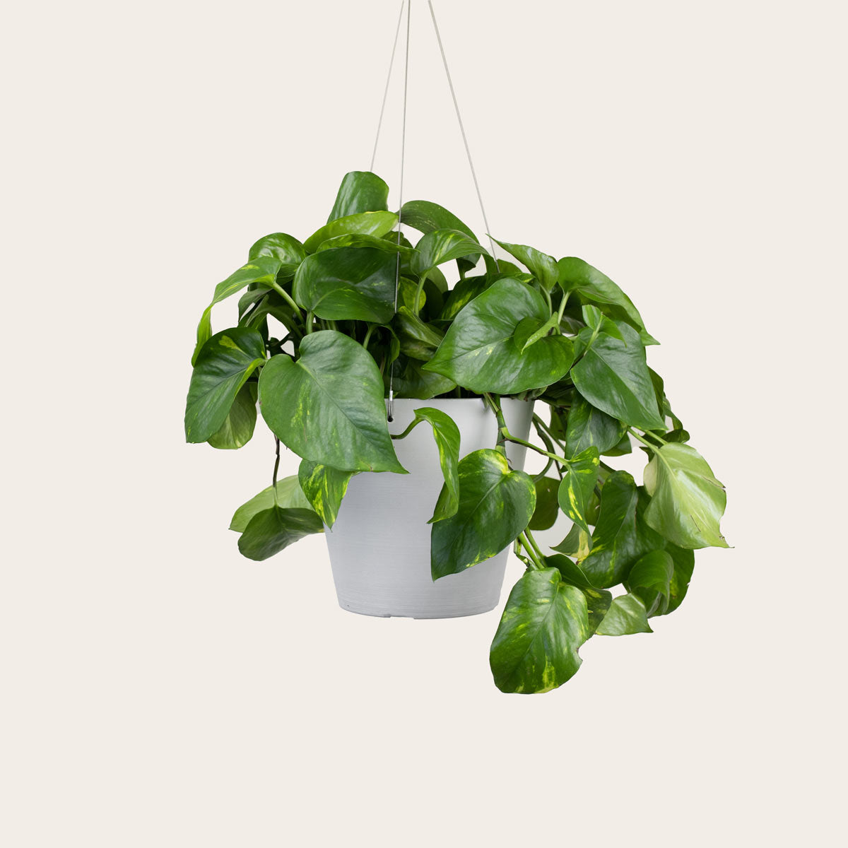 Load image into Gallery viewer, Pothos Golden - Medium (chalk)
