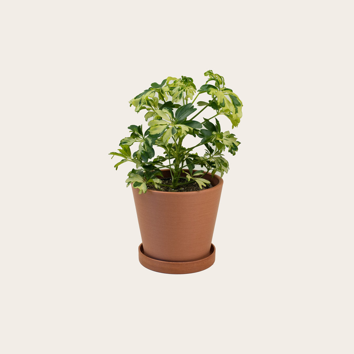 Load image into Gallery viewer, Schefflera Janine - Small (terracotta) 
