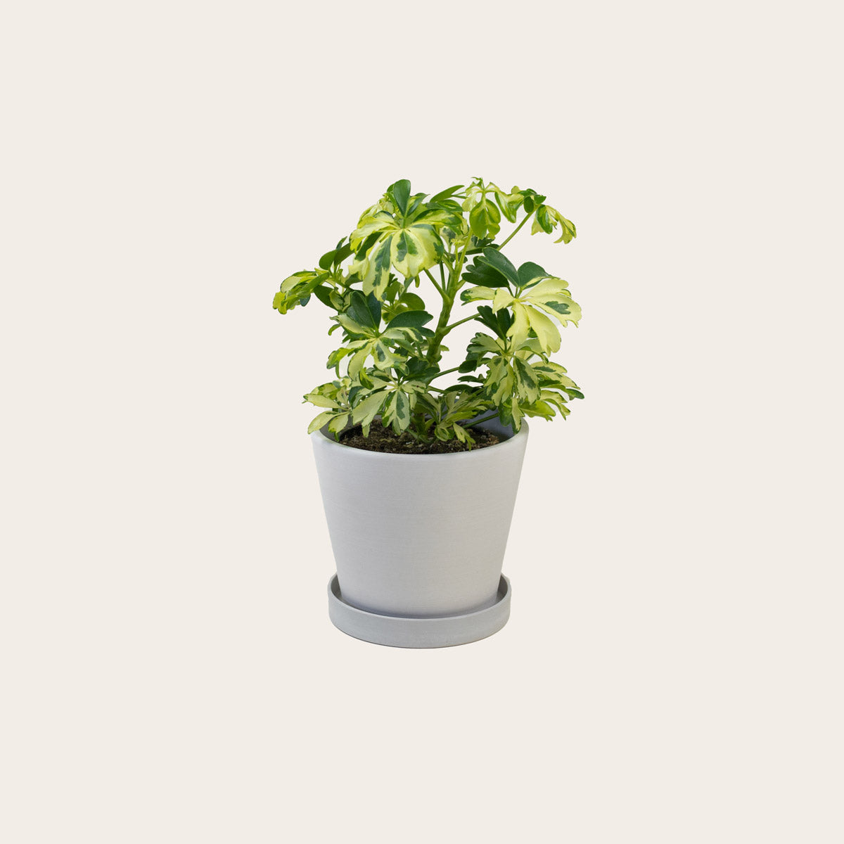 Load image into Gallery viewer, Schefflera Janine - Small (chalk)
