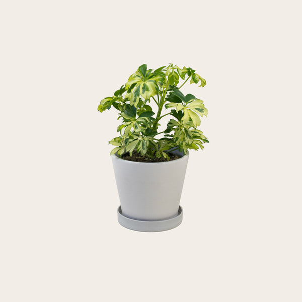 Schefflera Janine - Small (chalk)