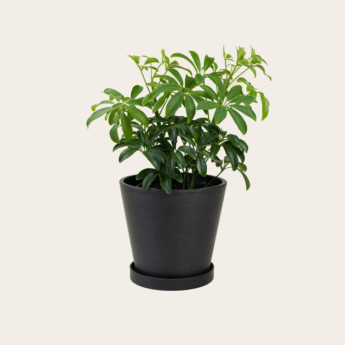 Load image into Gallery viewer, Schefflera Arboricola - Medium (midnight)
