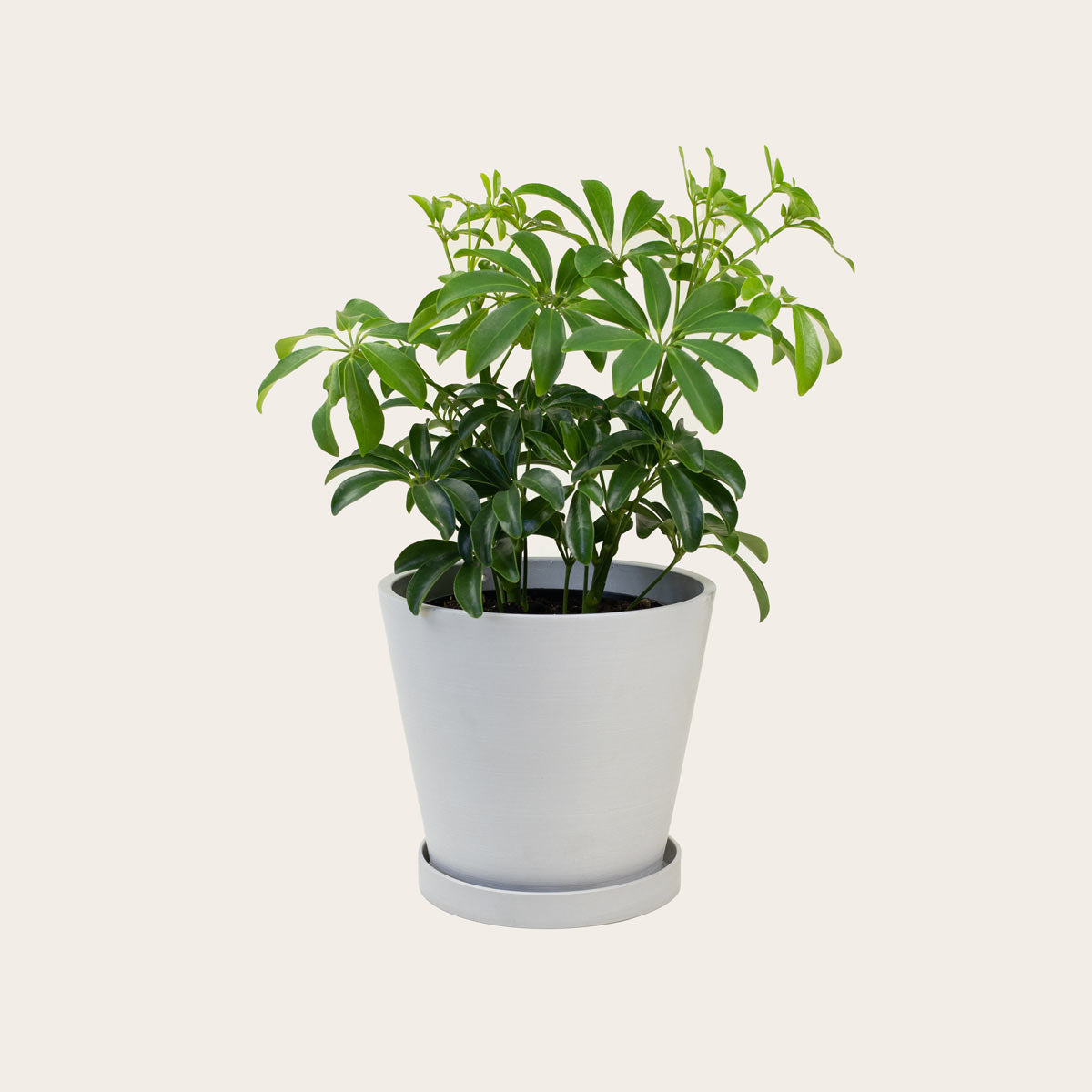 Load image into Gallery viewer, Schefflera Arboricola - Medium (Chalk)
