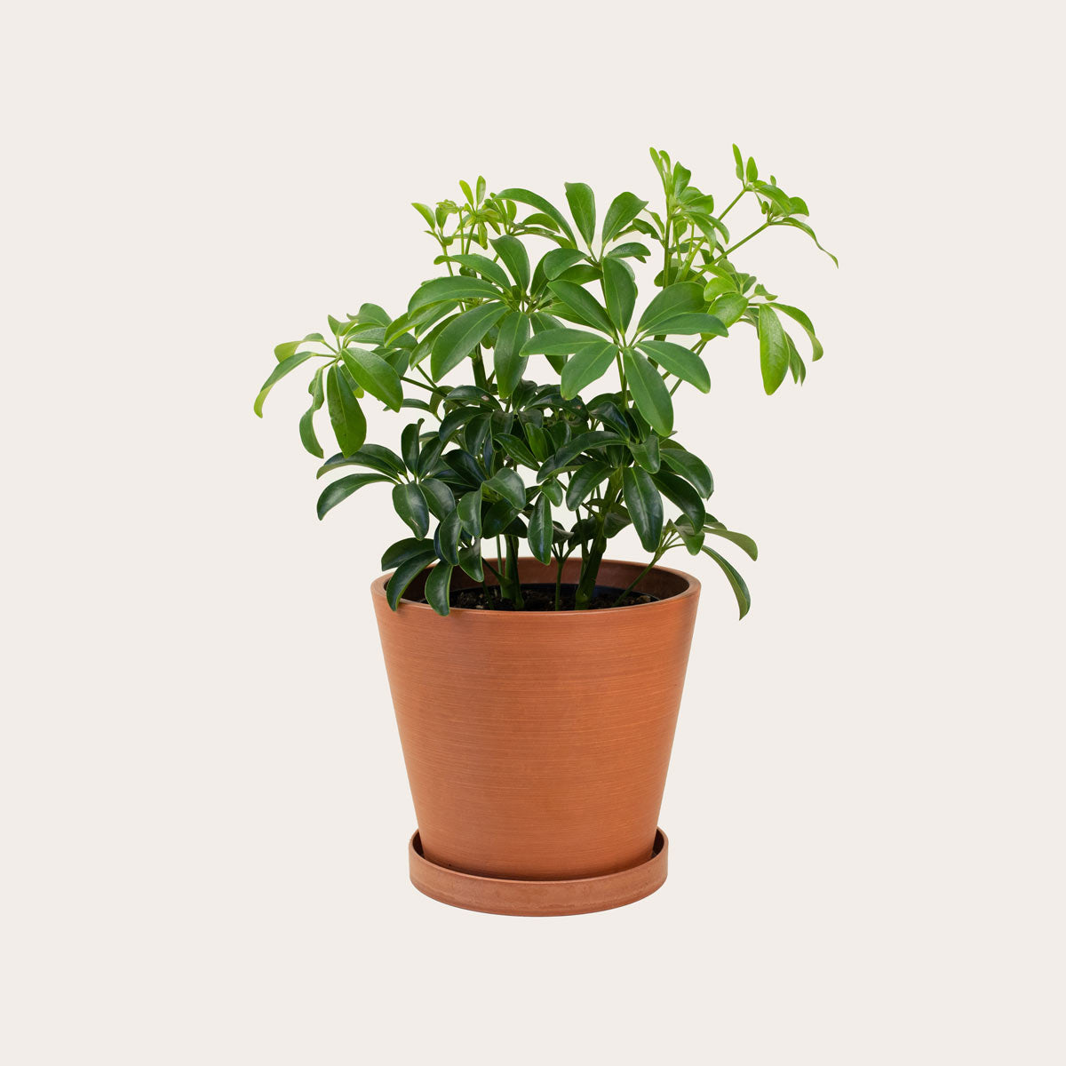 Load image into Gallery viewer, Schefflera Arboricola - Medium (terracotta)
